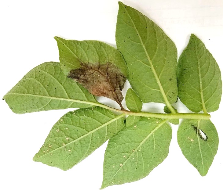 potato late blight sample